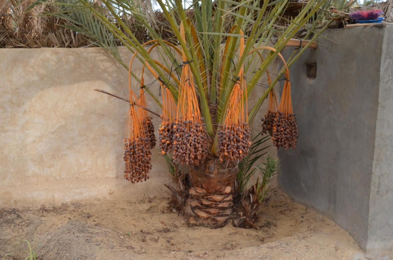 Apartamento Siwa Spot Siwa Oasis Exterior foto